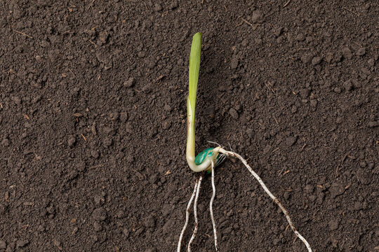 Closeup of corn seed sprouting, germination in soil of cornfield. Agriculture, agronomy and farming concept.