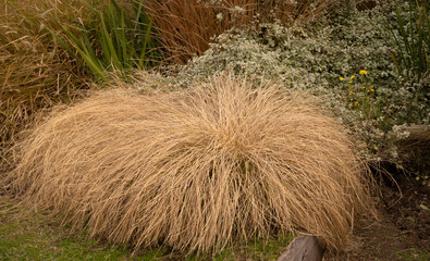 Ornamental grass. Closeup view of Pennisetum villosum grass, also known as Feathertop grass, growing in the field.
