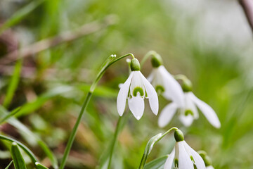 Schneeglöckchen im Frühjahr