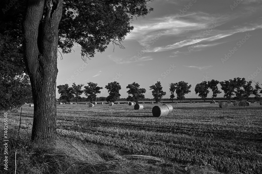 Wall mural agricultural landscape with stubble, straw bales and trees during summer