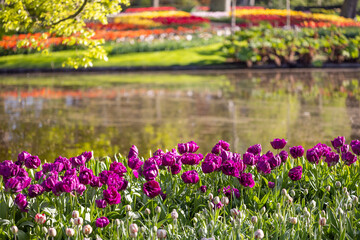 Keukenhof flower garden - largest tulip park in world, Lisse, Netherlands