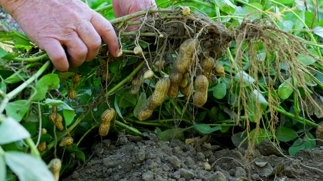 Harvesting peanut in the field Slow motion. Pulling peanut. Agriculture and food industry.