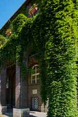 The facade of the Faculty of Szeged covered with ivy