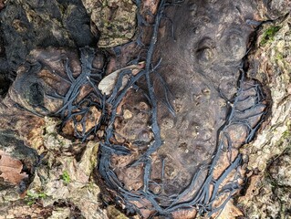 A dead tree trunk showing the black 