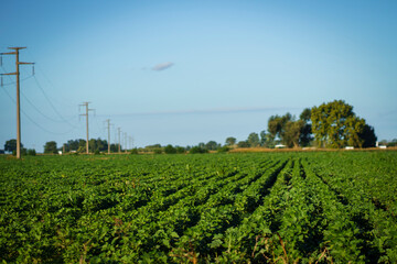 A soybean field in Firmat, Argentina,