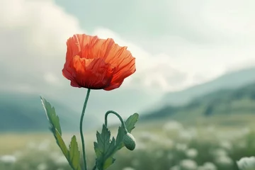 Foto op Canvas Open bud of red poppy flower in the field at mountainous countryside © sania