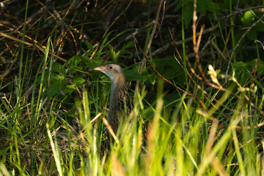 Corn crake standing in the middle of tall grass on a springtime meadow in rural Estonia, Northern Europe	