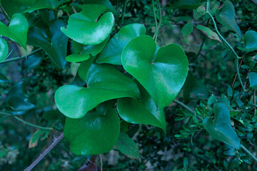 This photo showcases a close-up of vibrant green leaves against a blurred background, highlighting their natural beauty and creating a serene and captivating visual.