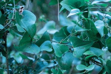 This photo showcases a close-up of vibrant green leaves against a blurred background, highlighting...
