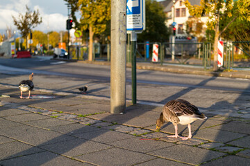 Goose at pedestrian crossing street © Mak