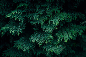 A close up of White Cedar branches