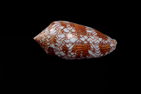 Cono, Conus textile. Filippine seashell isolated on black background, 