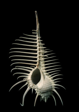 Murice, Murex triremis, Filippine. seashell isolated on black background, 