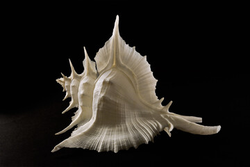 seashell isolated on black background, Murex (Siratus) alabaster. Giappone.