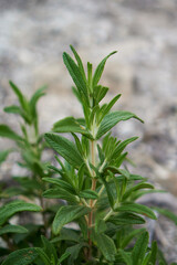 close up of plant