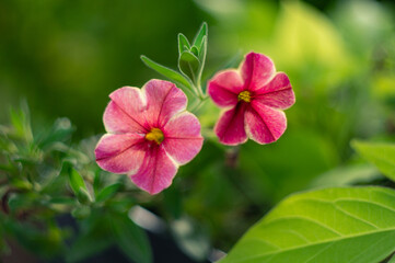 kwitnące czerwone i różowe petunie w ogrodzie © Henryk Niestrój