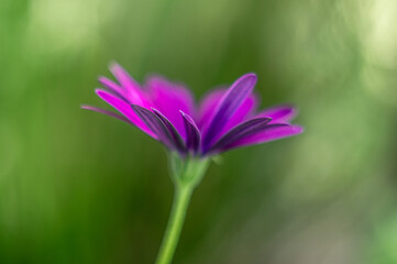 piękny fioletowy kwiat na zielonym tle