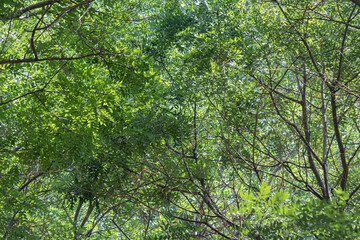 The chaotic interweaving of branches and green foliage of trees formed a peculiar emerald carpet.