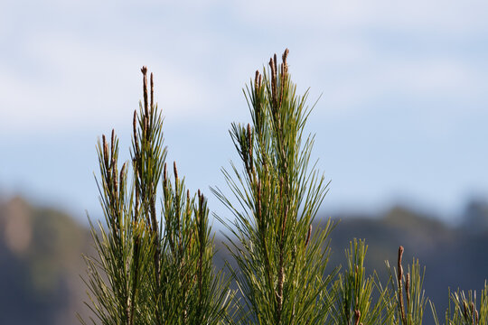 Copa de pino con brotes primaverales en invierno producido por las altas temperaturas del cambio climatico, Lorcha, Espa&ntilde;a