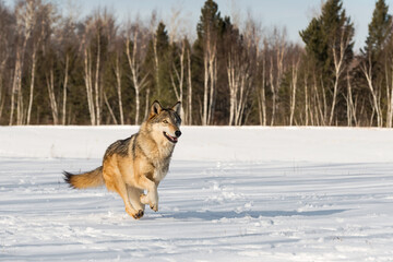 Grey Wolf (Canis lupus) Runs Right in Field Ears Up Mouth Open Winter