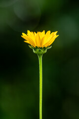 pojedynczy żółty kwiat na rozmytym tle podobny do topinamburu - obrazy, fototapety, plakaty