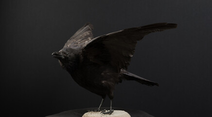 elegant raven crow stretch wings
