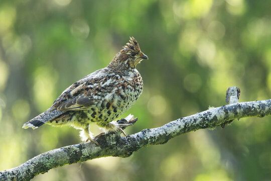 Female Hazel grouse walking on a branch during a sunny summer day in Valtavaara old-growth forest near Kuusamo, Northern Finland