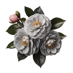 bouquet of grey color Camellia flowers
