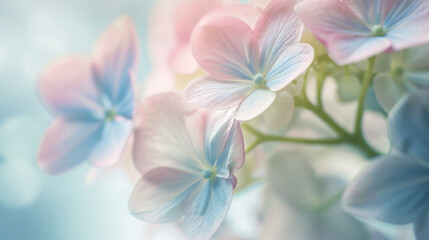 Beautiful flowers background with soft focus and pastel color filter.