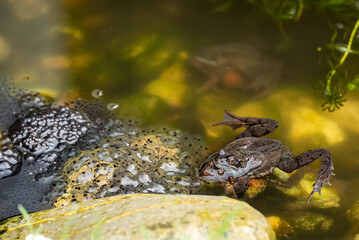 frogs and frogspawn in the pond