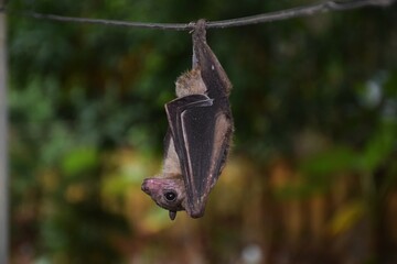 Fruit bat
