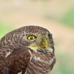 Owl is not happy