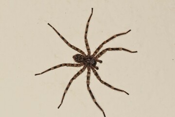 African spider on the wall