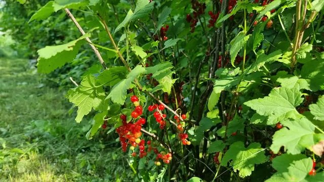 Ripe juicy red currants on a green bush in the garden in summer. Growing summer berries.