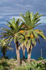 Fototapeta premium palm tree in front of the ocean