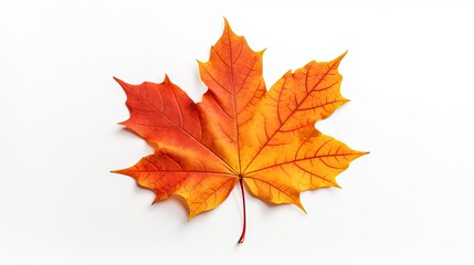 Vibrant Autumn Maple Leaf Brightly Stands Out Against a Clean White Background
