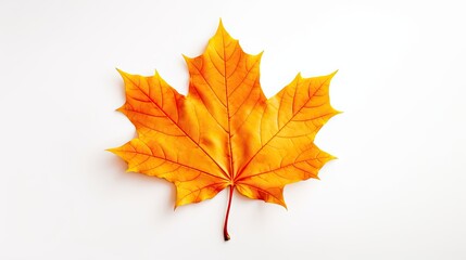 Vibrant Maple Leaf Symbolizing Autumn Tranquility and Nature's Beauty