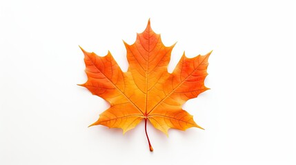 Vivid Orange Maple Leaf Stands Out on a Clean White Background, Symbol of Autumn Beauty