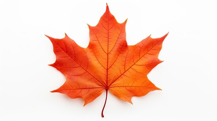 Vibrant Red Maple Leaf Captured in Isolation Against a Clean White Background