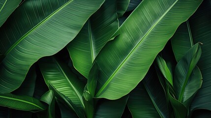 Obraz premium Vibrant Green Banana Leaves Creating a Lush and Tropical Background Vector Illustration