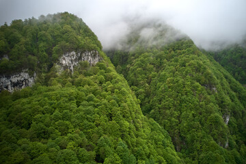 Forest in the mountains