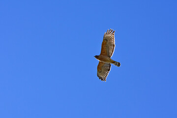 Red Shouldered Hawk In Flight-4753