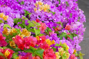 Beautiful bougainvillea flowers with green leaves