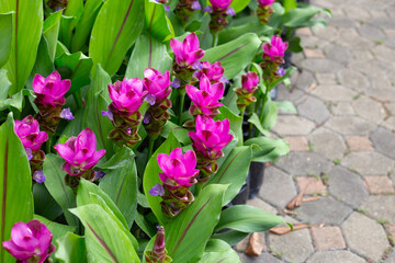 Pink flower of curcuma sessilis gage plant