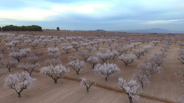 Aerial views of the flowering almond tree in Mula, Region of Murcia, Spain