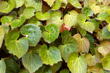 Obraz premium Begonia chlorneura leaves in the garden