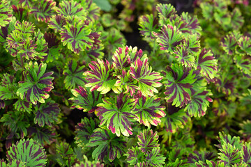Painted nettle plant in the garden