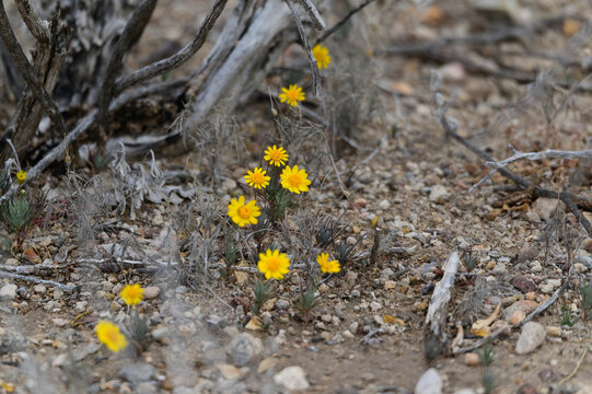 Fiveneedle Pricklyleaf, or Dogweed, blooms in Big Bend National Park, in Southwest Texas.
