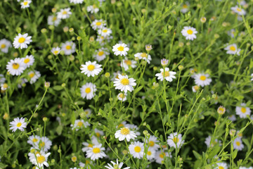 Marguerite white flower, Marguerite Daisy