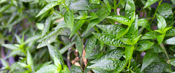 Andrographis paniculata plant in the garden